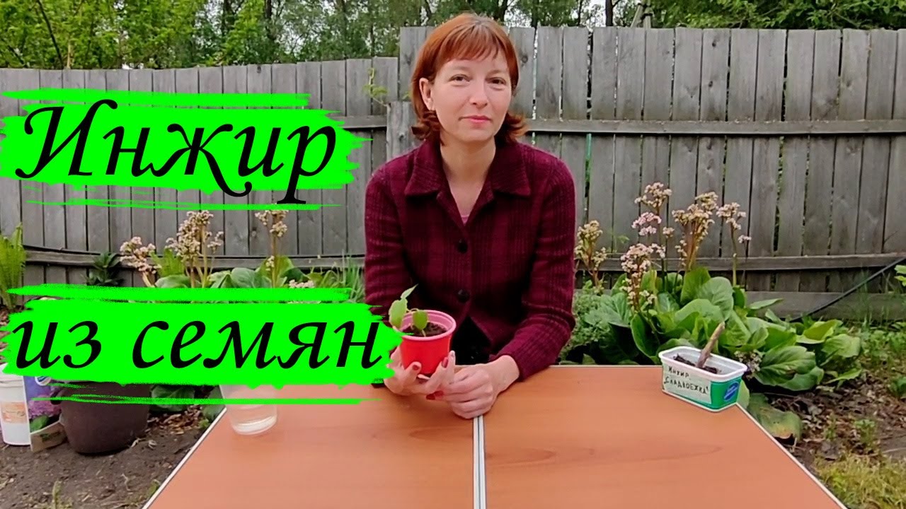 Инжир из семян