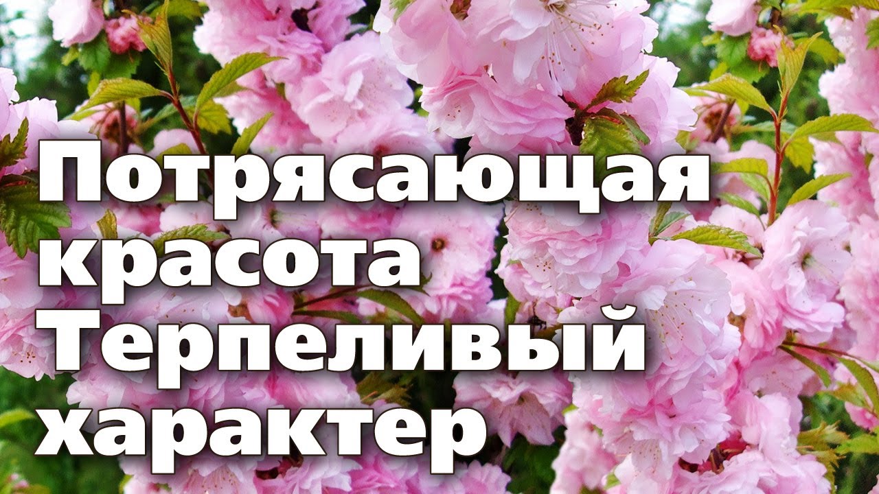 УРАЛЬСКАЯ САКУРА Посадите красивое растение у себя в саду Восторг гостей гарантирован