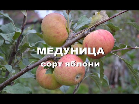 Сорт яблони Медуница