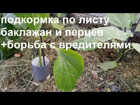 Подкормка по листу+борьба с вредителями на баклажанах и перцах.