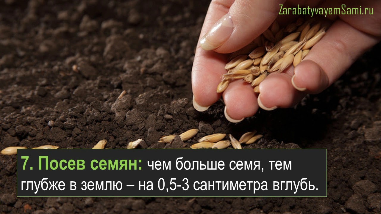 Как, вложив 650 тысяч в рассаду, заработать 100?