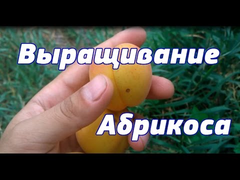 ВЫРАЩИВАНИЕ АБРИКОСА (СЕКРЕТЫ ВЫРАЩИВАНИЯ АБРИКОС В СУРОВОМ КЛИМАТЕ)