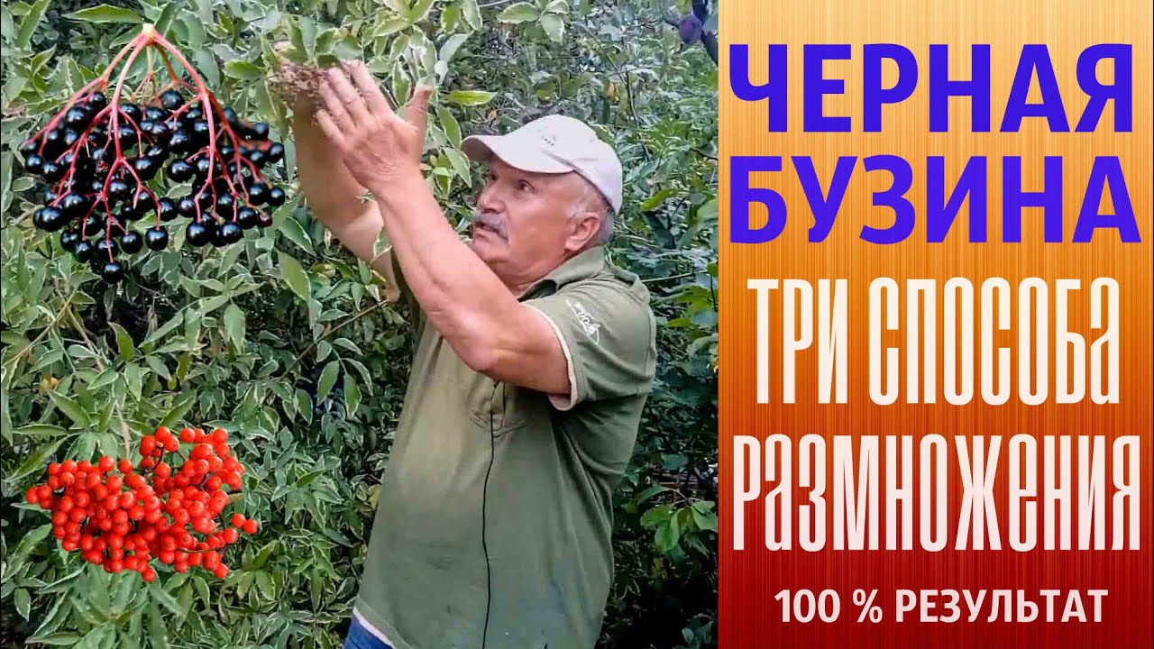 Черная бузина. Три способа размножения. 100% результат.