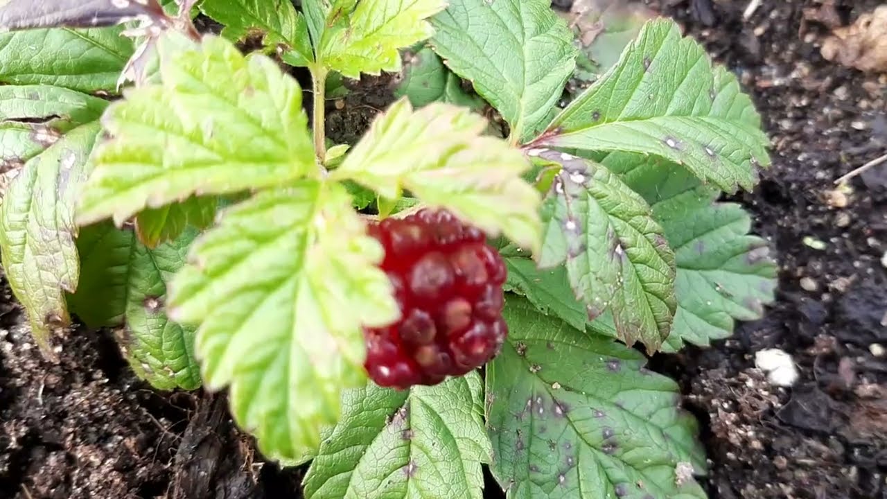 ВЫРАЩИВАНИЕ Rubus arcticus- КНЯЖЕНИКИ,размножение ягод ПОЛЕНИКИ,АРКТИЧЕСКОЙ МАЛИНЫ.Секрет питомника.