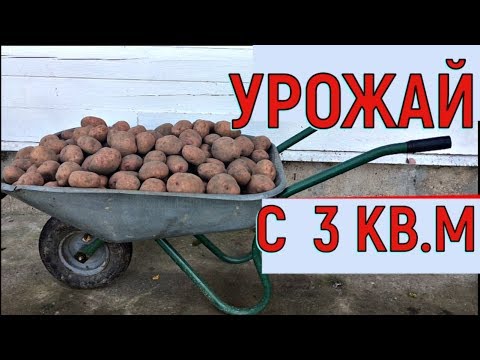ШОК! Как получить 2,5 тонны картошки с сотки