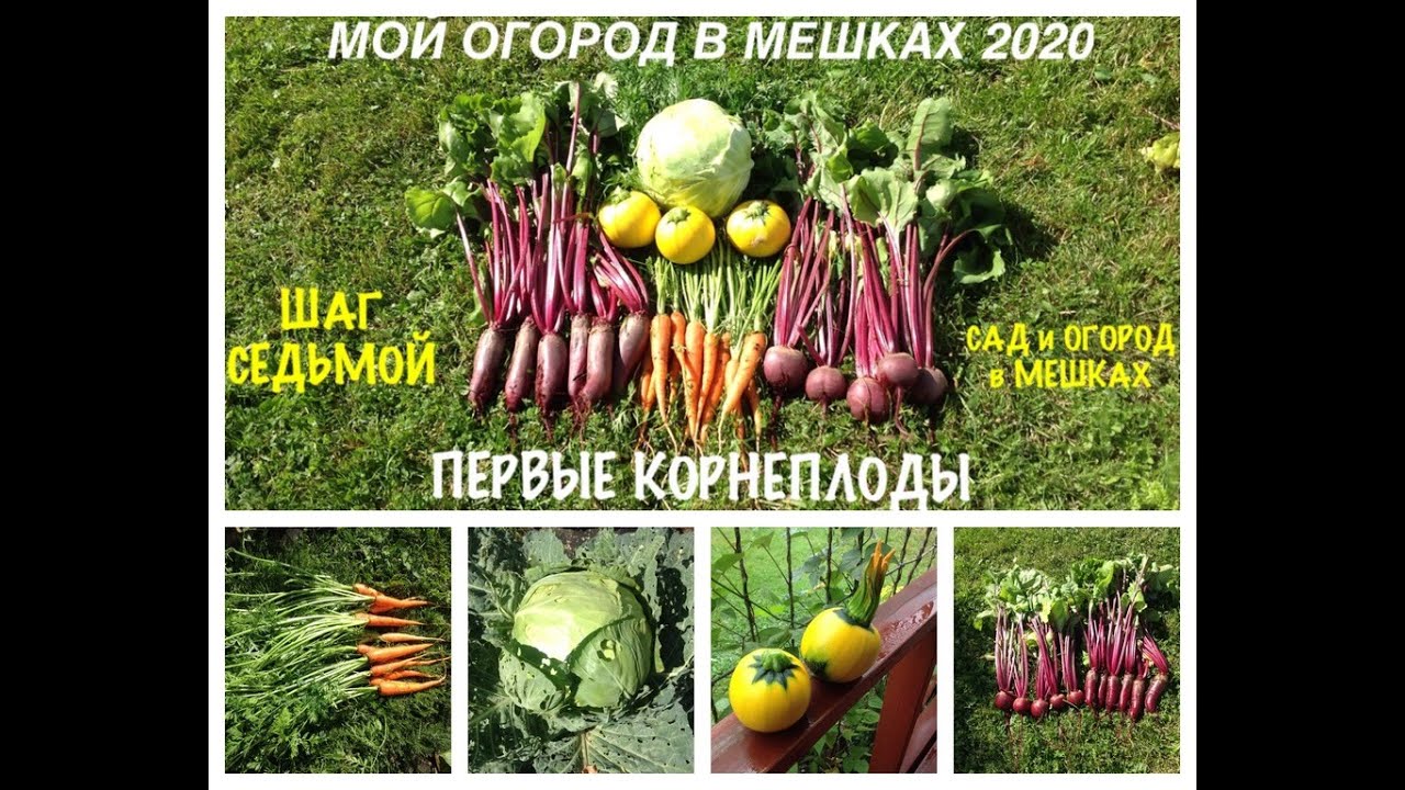 МОЙ ОГОРОД В МЕШКАХ 2020. Первые корнеплоды. Защитные ЭКРАНЫ. Шаг седьмой.