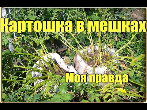 Картошка в мешках!!! Сколько урожая удалось вырастить в одном мешке