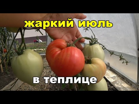 Как выживают томаты в теплице. Жаркий июль. Кубань