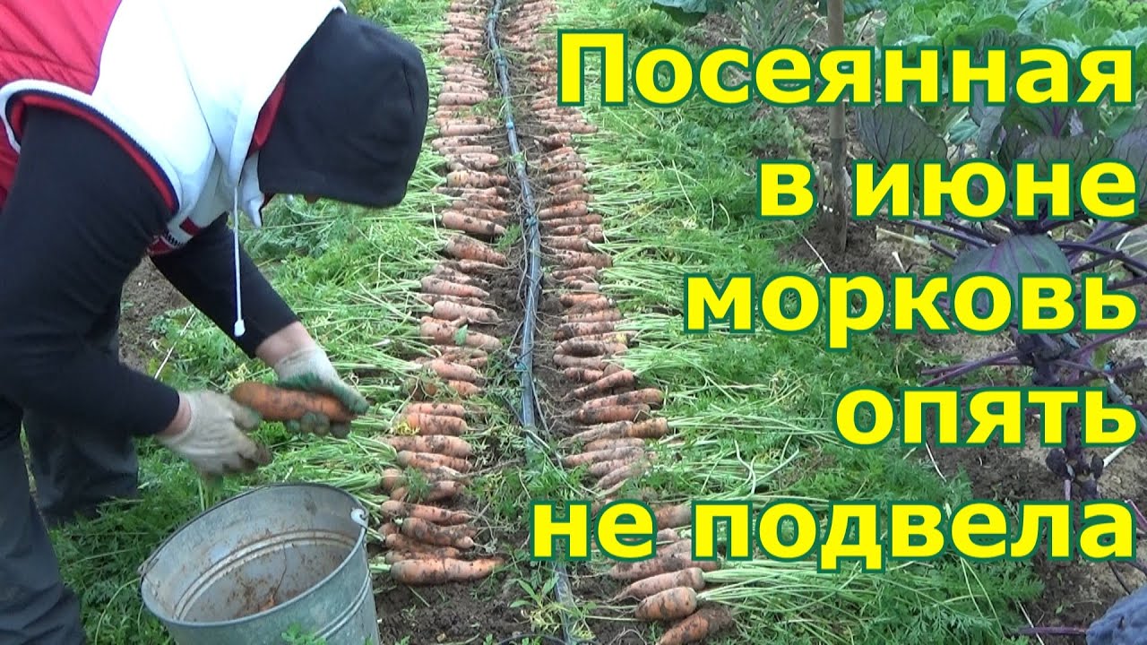 Морковь для хранения сажаю только в середине июня и довольна. Преимущества посева моркови в июне