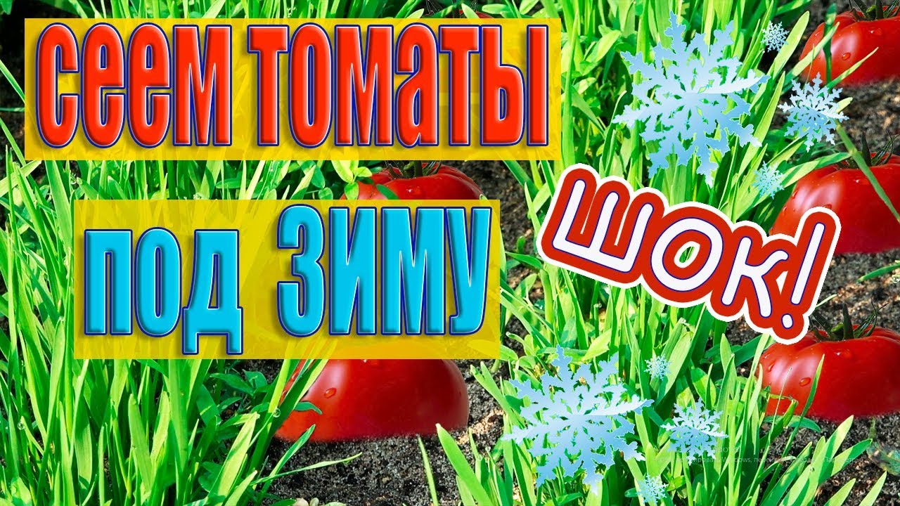 НЕВЕРОЯТНО!НОВЫЙ СПОСОБ!ПОСАДКА ТОМАТОВ ОСЕНЬЮ ПОД ЗИМУ!