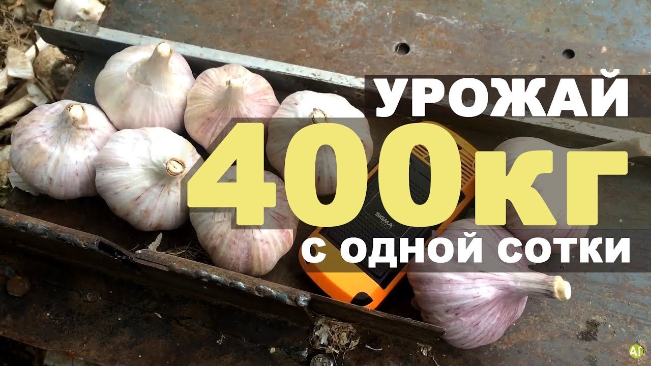 Урожайность чеснока - 400 кг с одной сотки!