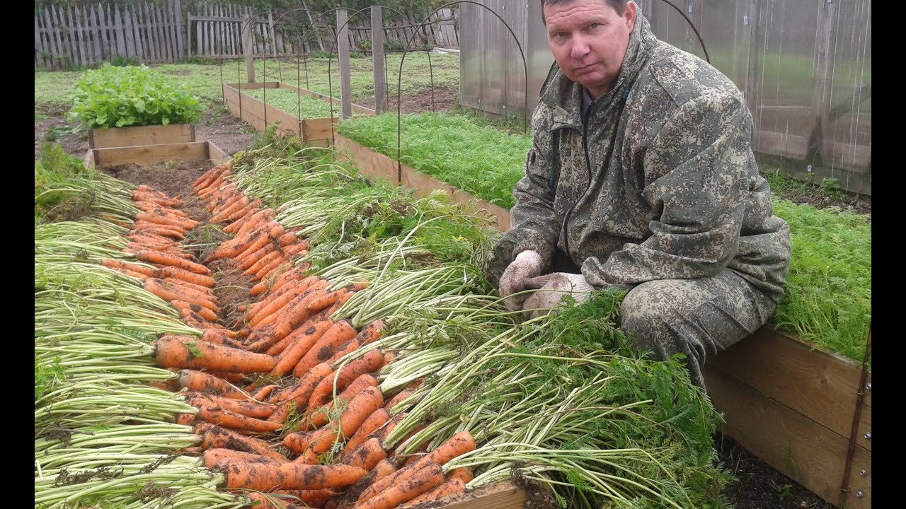 Как вырастить урожайную морковь на высоких грядках