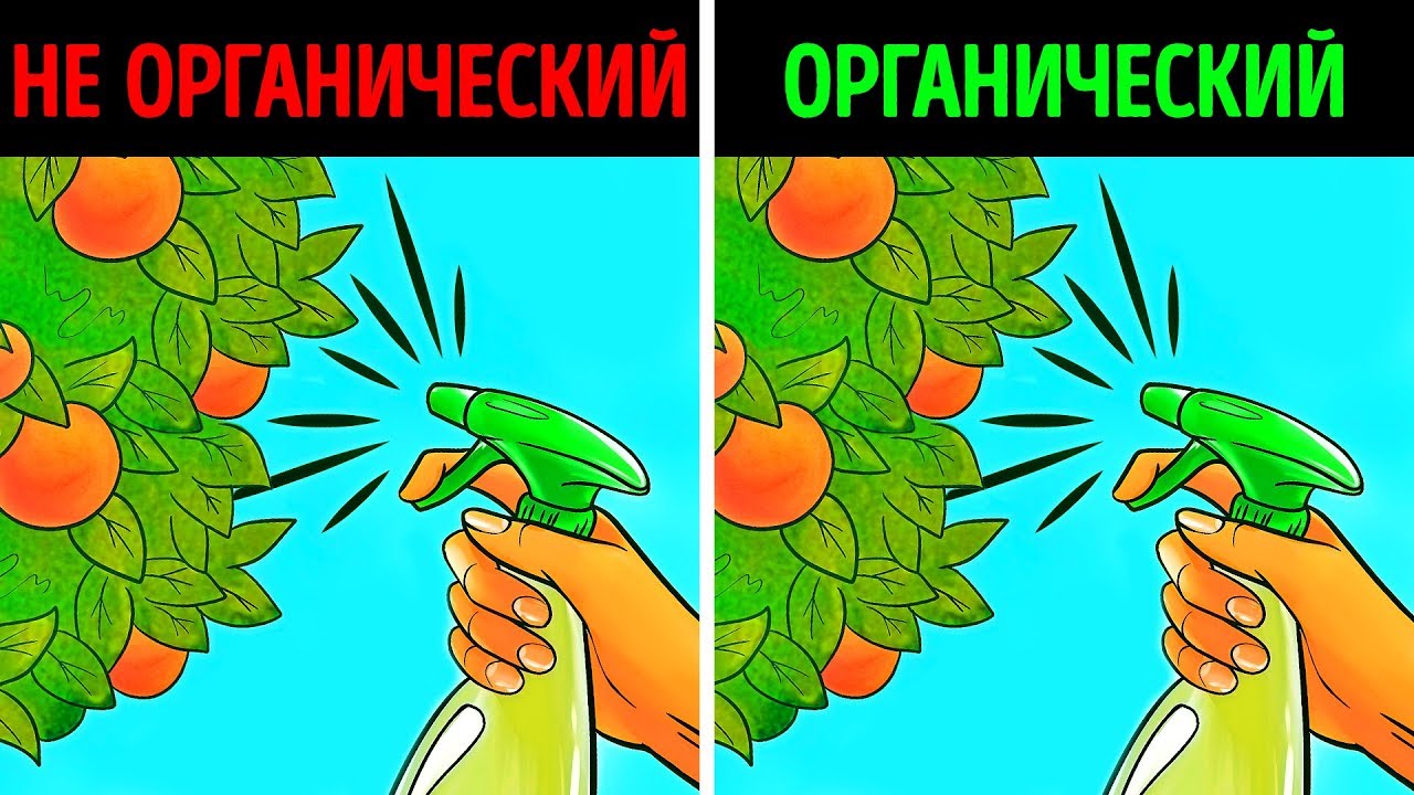 Здоровые органические продукты не дороже химических, а дешевле, и не должны быть роскошью