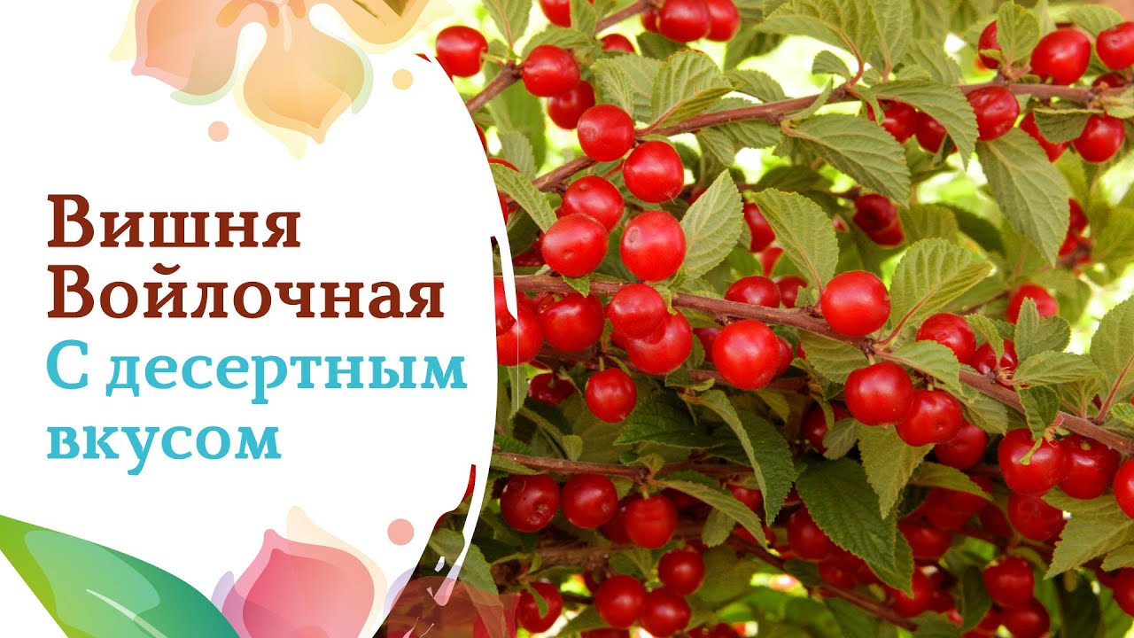 Вишня Войлочная - лучшие сорта и уникальные качества