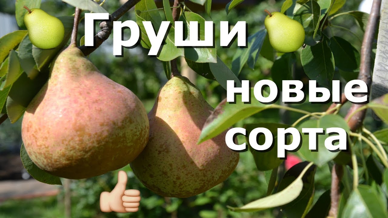 ТОП 5 ВКУСНЕЙШИХ сортов ГРУШ
