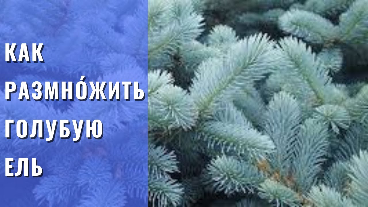 РАЗМНОЖЕНИЕ ГОЛУБОЙ ЕЛИ. Самый простой, но эффективный способ размножение голубой ели черенками .