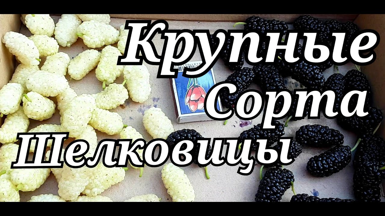 ШЕЛКОВИЦА БЕЛАЯ КРУПНАЯ//ШЕЛКОВЫЦА ЧЁРНЫЙ ГИГАНТ