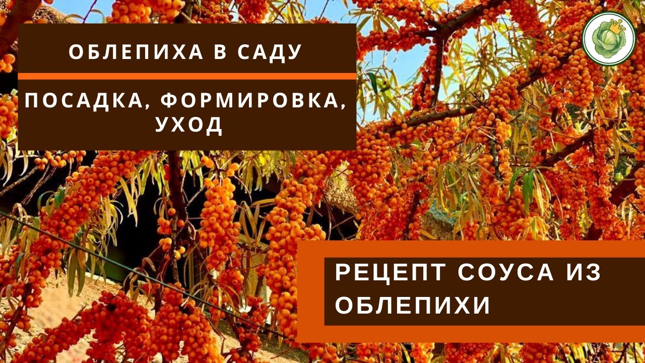 Как посадить и вырастить облепиху в своем саду//Полезные свойства облепихи//Соус к мясу из облепихи