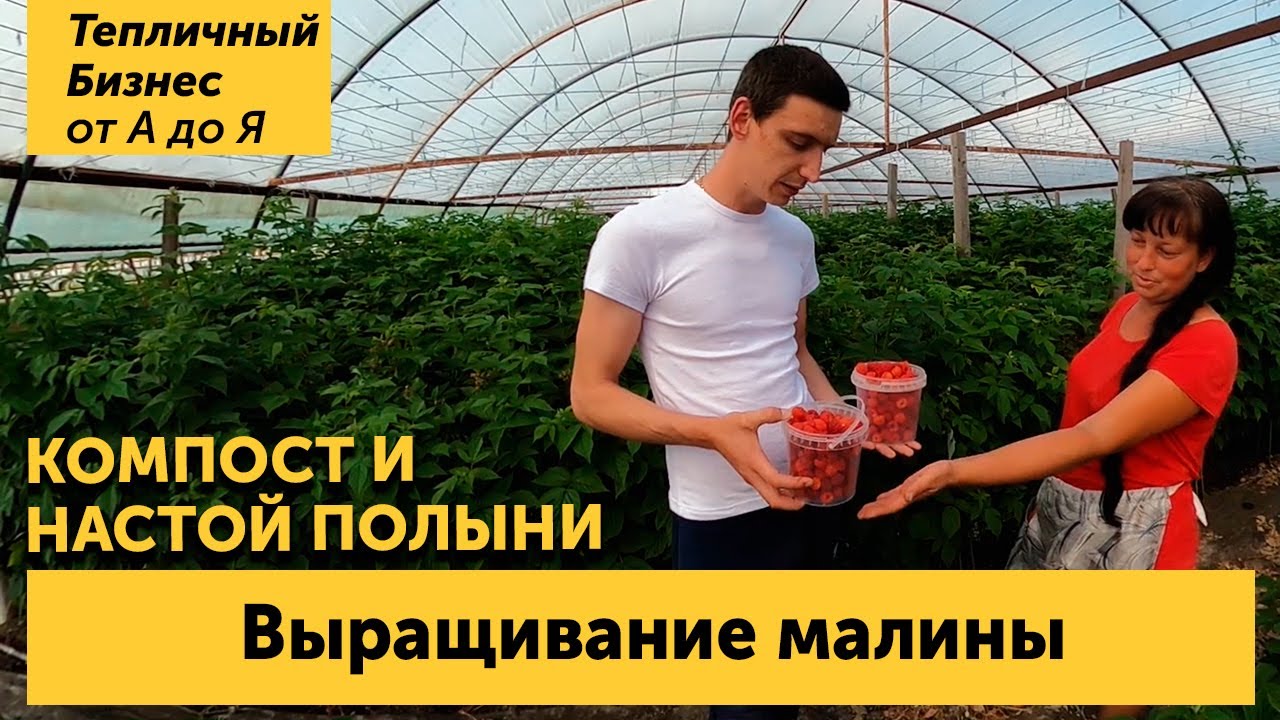 Малина тепличная. Сорта, подкормки компостом, настойка полыни и другие секреты выращивания