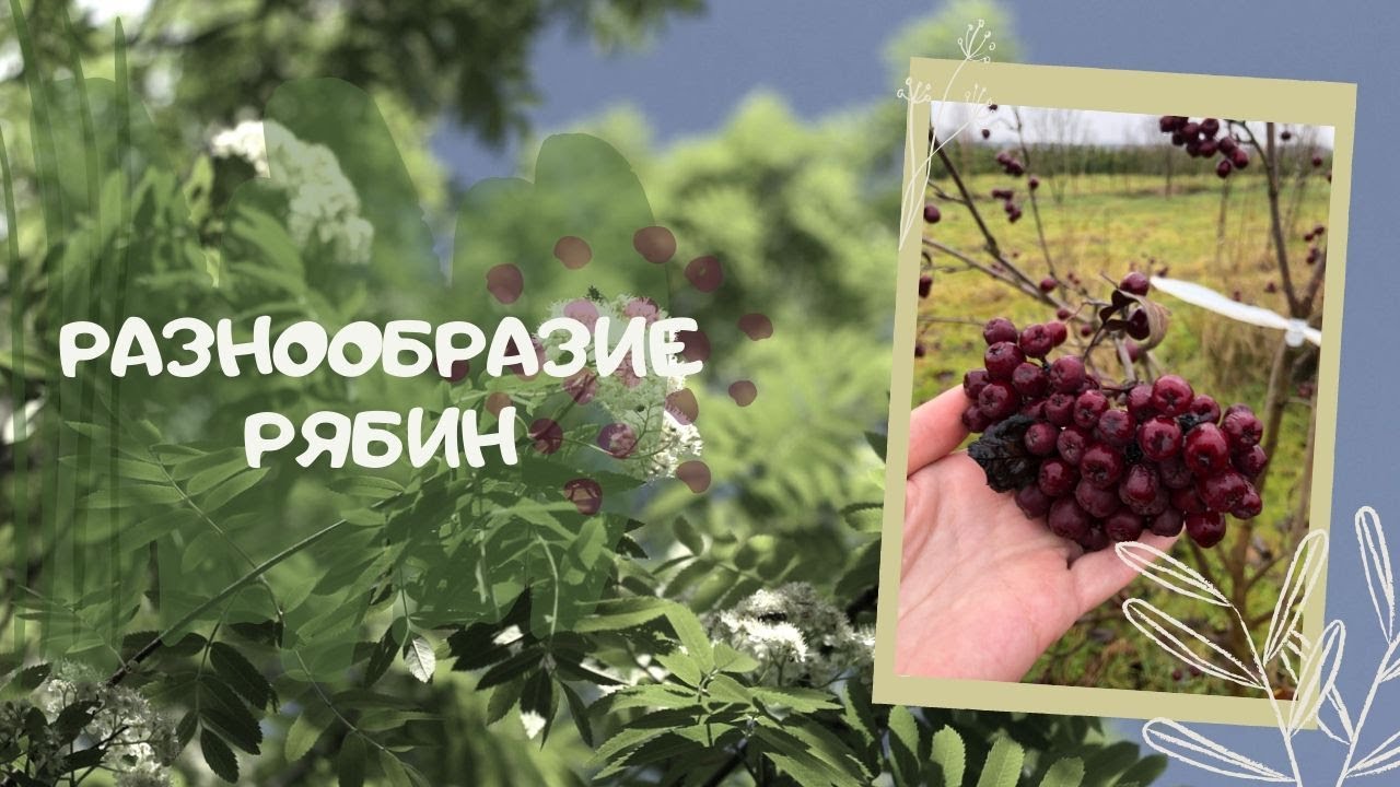 Разнообразие рябин.