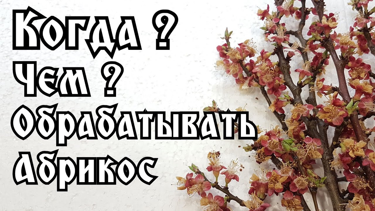ВТОРАЯ ОБРАБОТКА АБРИКОСА