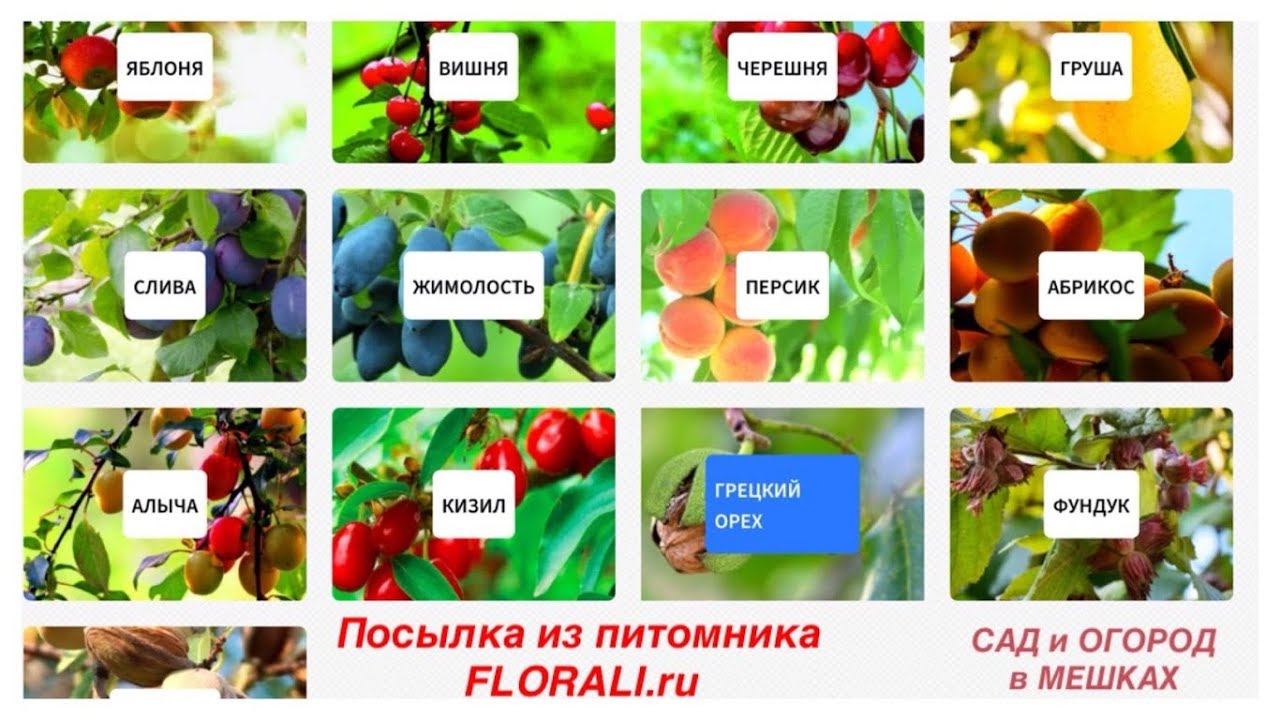 Питомник плодовых растений и кустарников FLORALI.ru . Мой заказ и полученная ПОСЫЛКА...