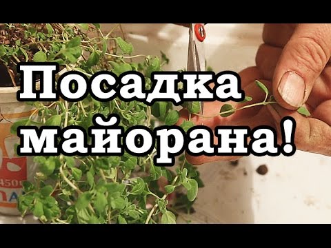 МАЙОРАН - как вырастить, посадить, ухаживать и размножать за рассадой майорана