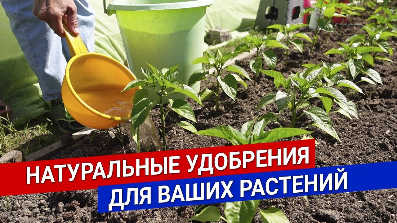 Натуральные удобрения для ваших растений