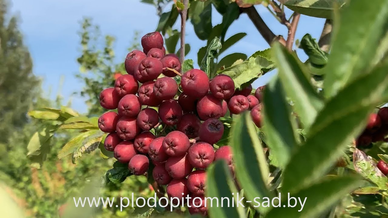 Рябина сорт ГРАНАТНАЯ. В топ-3 рябины по вкусу и названию