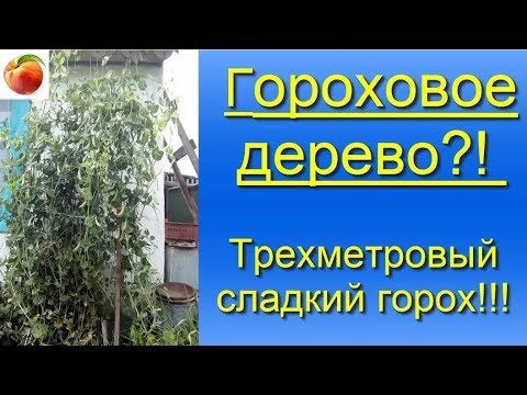 Горох Гороховое дерево Сорт Супер гороха съедобен весь стрючек, растет до снега!