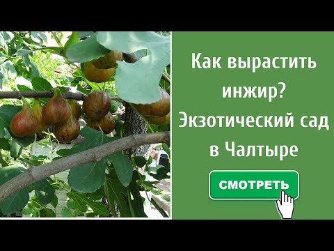 Как вырастить инжир? Экзотический сад в Чалтыре.