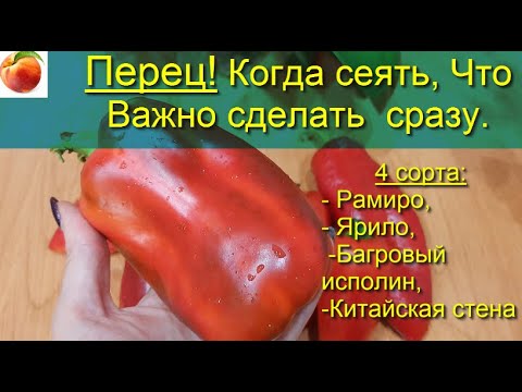 Перец Когда сажать перец Как сеять перец важно знать И обзор 4 отличных сортов перца!!