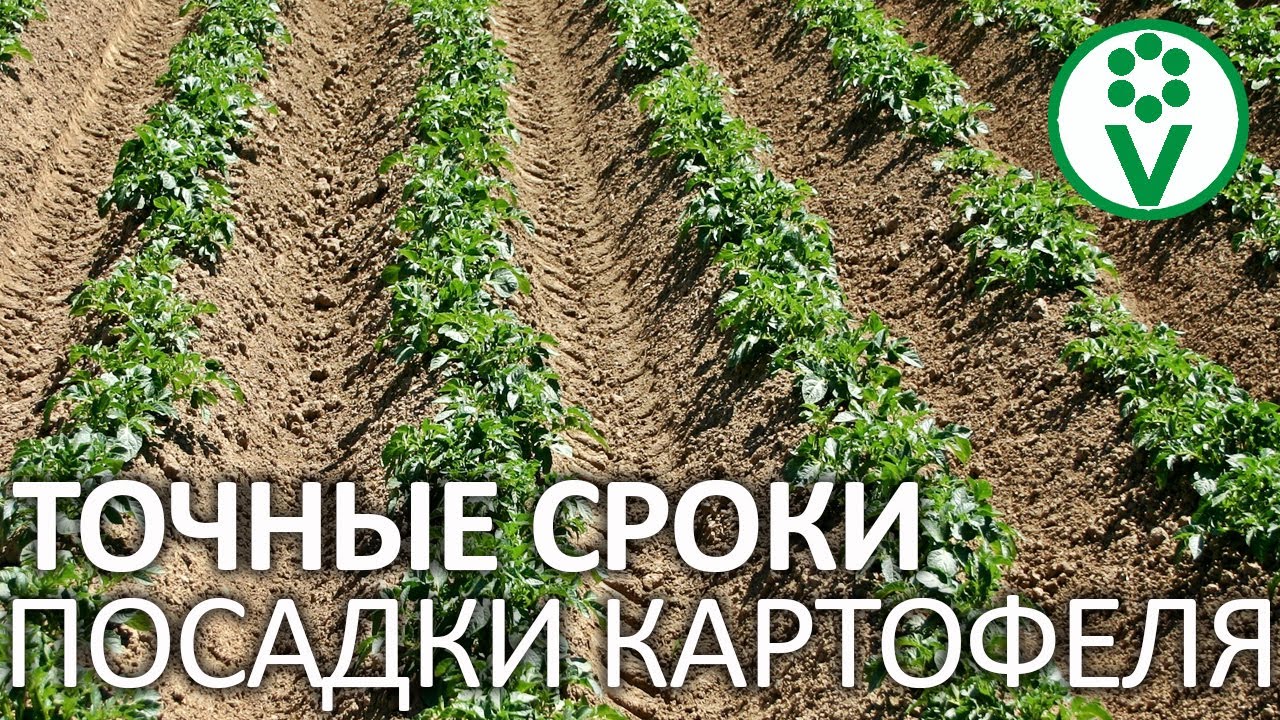 ВОТ КОГДА НУЖНО САЖАТЬ КАРТОФЕЛЬ! Точные сроки посадки картофеля
