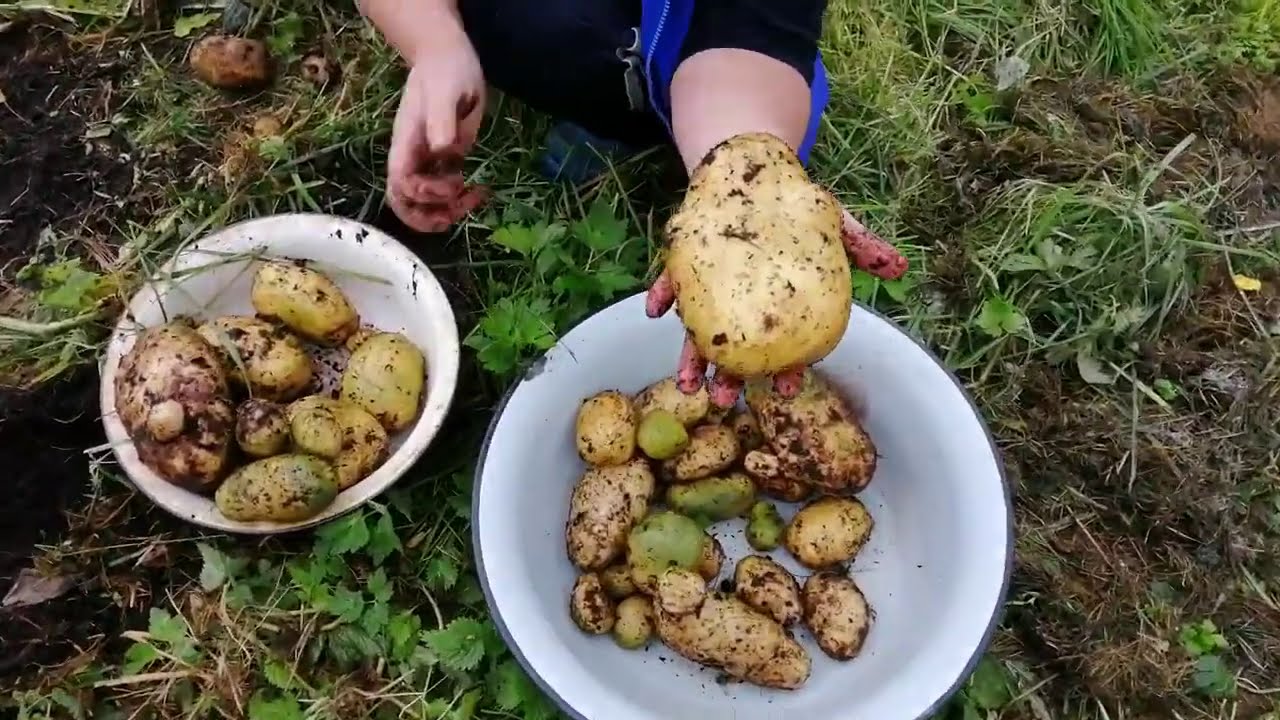 Картошка под травой 2020! Работы в саду и огороде в сентябре!