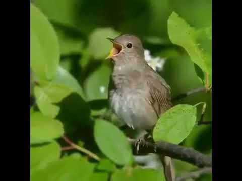 птицы 6