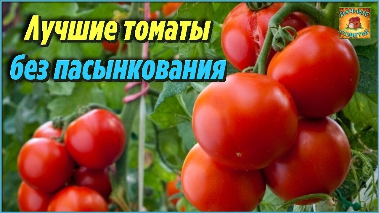 ТОМАТЫ 6