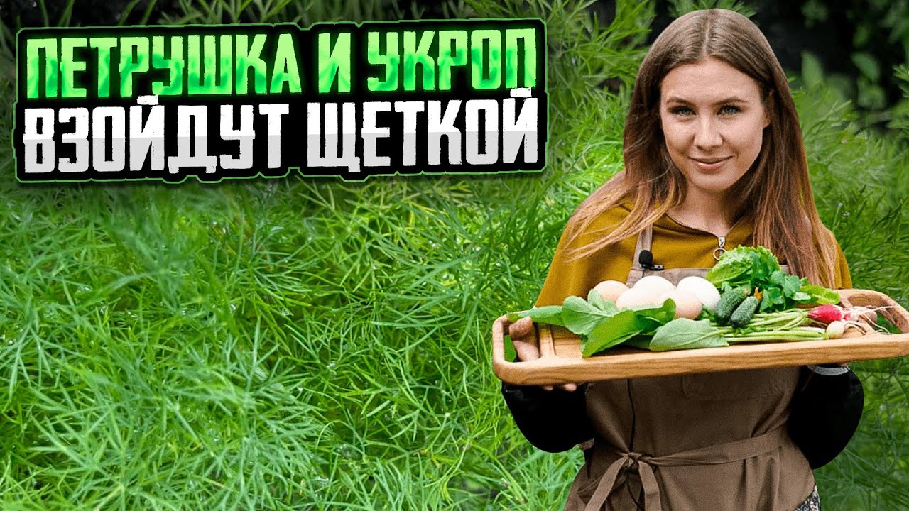 ПЕТРУШКА И УКРОП ВЗОЙДУТ ЩЁТКОЙ | Как вырастить зелень в квартире