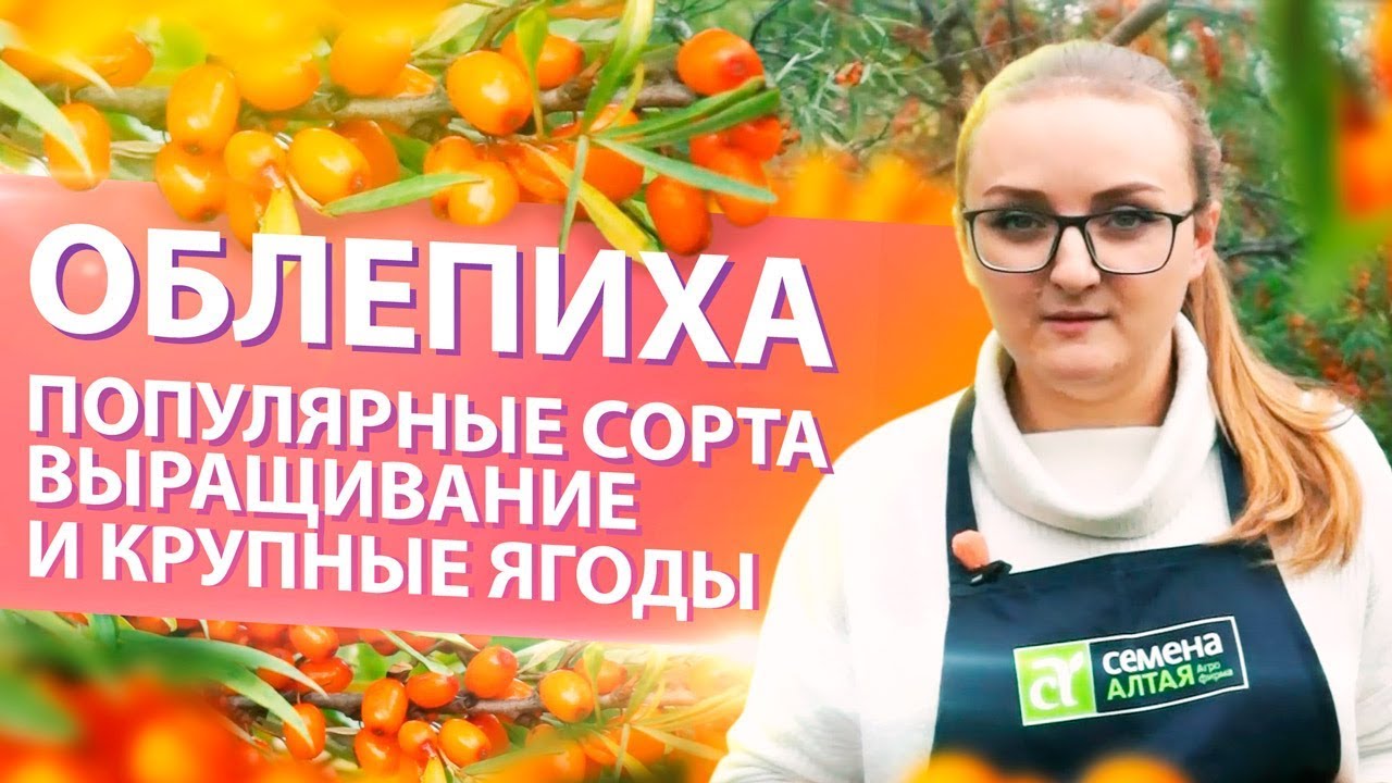 ОБЛЕПИХА. УРОЖАЙНЫЕ СОРТА и НЮАНСЫ ВЫРАЩИВАНИЯ