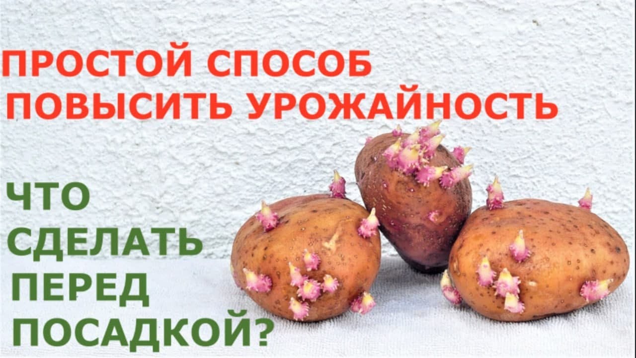 Китайский метод посадки картофеля повысит урожай или нет? Зачем и как резать картошку перед посадкой