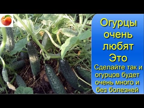 Огурцы! Сделайте так для легкого получения большого урожая!