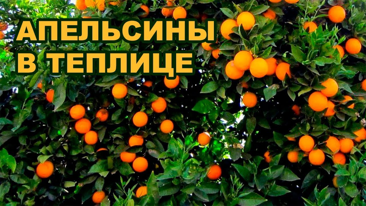 СОЧНЫЕ АПЕЛЬСИНЫ В ТЕПЛИЦЕ | ЦИТРУСЫ В ТЕПЛИЦЕ (19-08-2018)