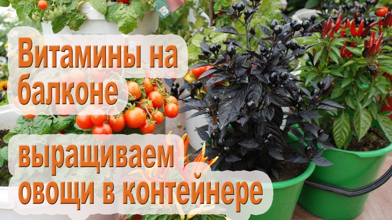 Мини-огород в квартире / 10 овощей которые можно выращивать в горшках