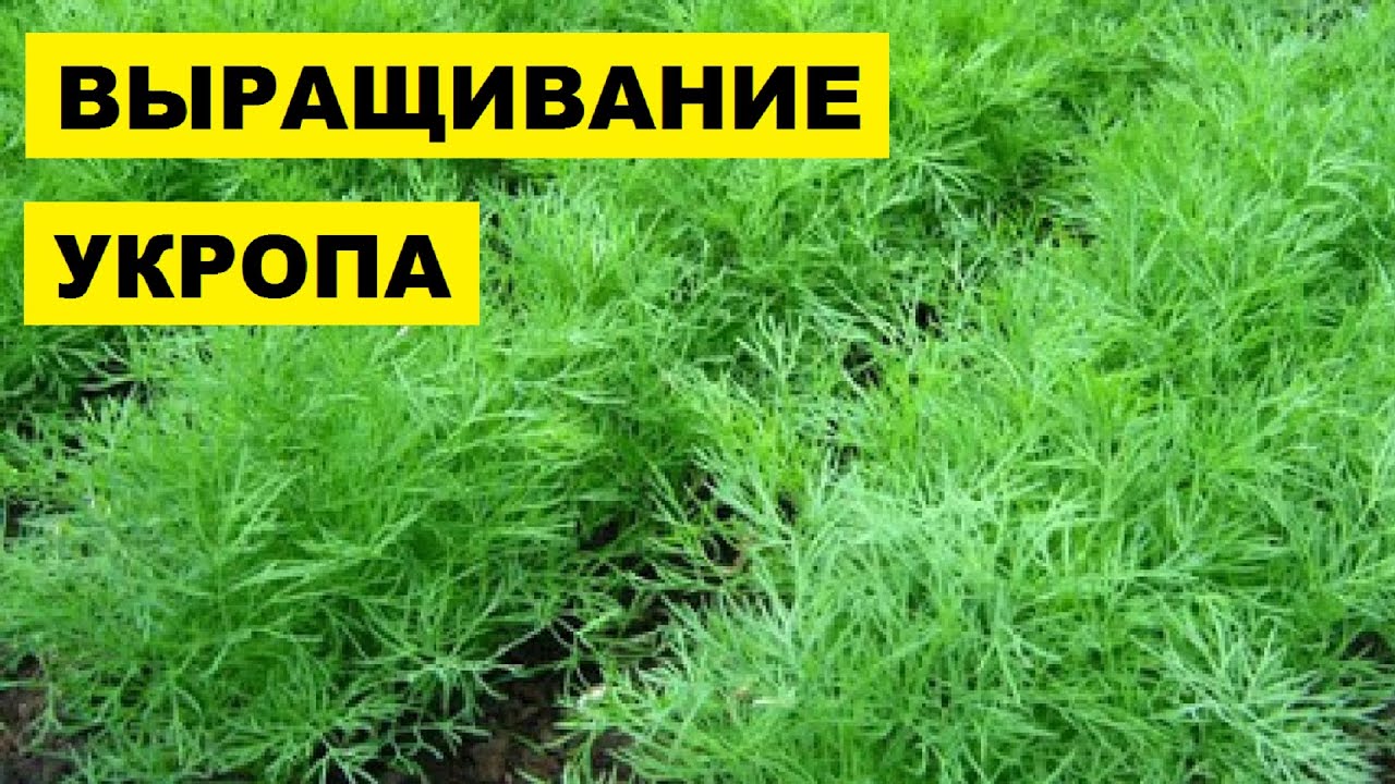 Выращивание Укропа в открытом грунте как бизнес идея