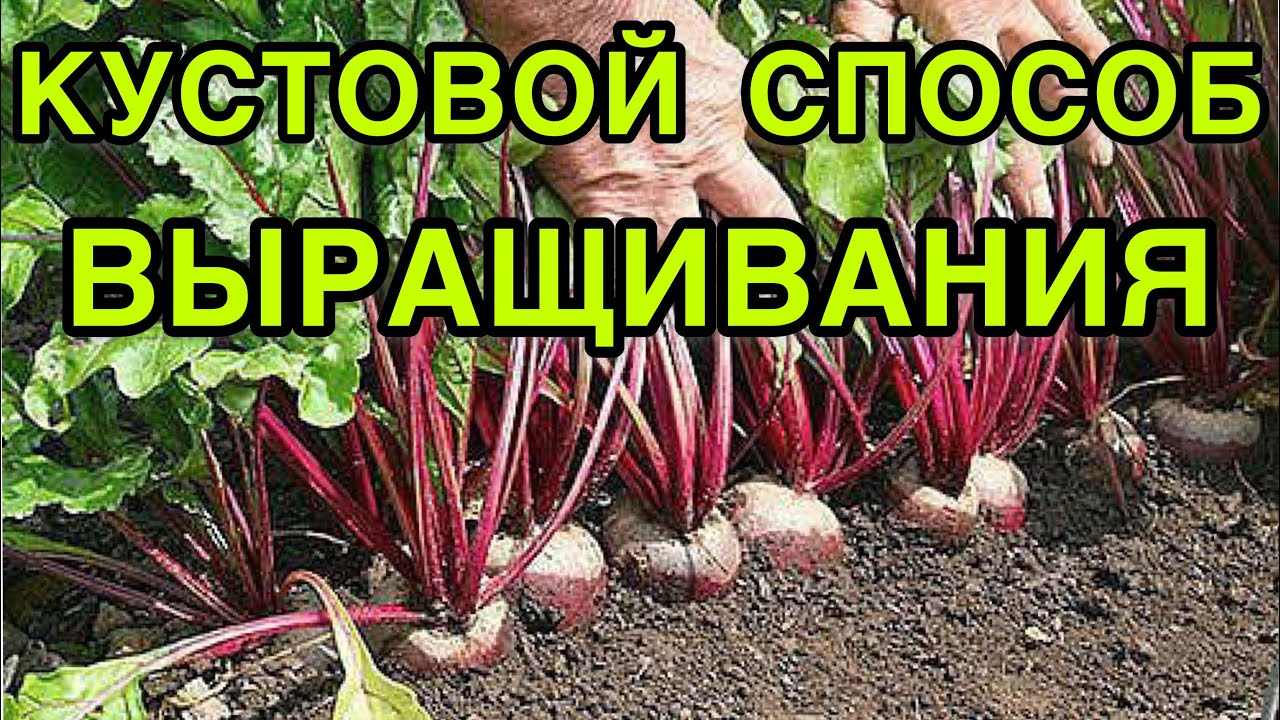 ОБЯЗАТЕЛЬНО ПОСЕЙТЕ СВЕКЛУ НА РАССАДУ ЭТИМ СПОСОБОМ! БУКЕТНЫЙ СПОСОБ ПОСЕВА