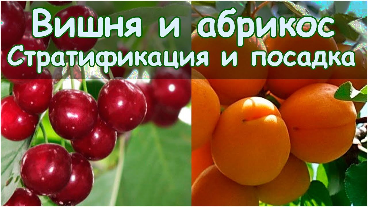 Как посадить из косточки абрикос и вишню - стратификация и посадка косточек