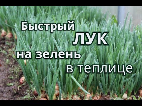 Быстрый Лук на зелень в теплице.