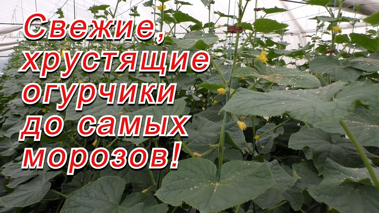 Осеннее выращивание огурцов в теплице- как это делается!