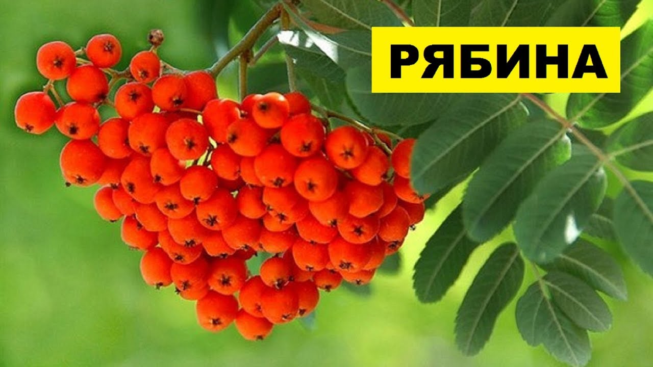 Выращивание Рябины обыкновенной на участке как бизнес идея