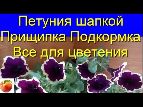 петуния - уход, черенкуем весной, обалденный вегетативный сорт Рим Маджента!