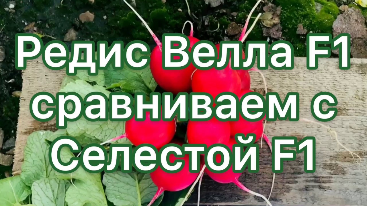 Редис Велла F1 сравниваем с Селестой F1